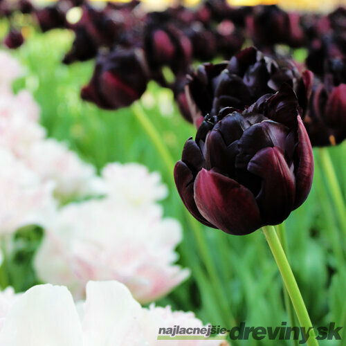 Tulipán ´Black Hero´, 5ks v balení TULIPA BLACK HERO