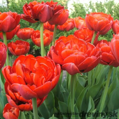 Tulipán Double červený, balenie 5 ks TULIPA DOUBLE RED