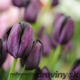 Tulipán ´Queen of Night´, 7 ks v balení TULIPA QUEEN OF NIGHT
