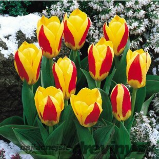 Tulipán ´Stresa´, 7 ks v balení TULIPA STRESA