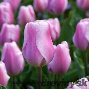 Tulipán ´Synaeda Amor´, 10 ks v balení TULIPA SYNAEDA AMOR
