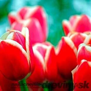 Tulipán Triumph červeno - biely, balenie 5 ks TULIPA TRIUMPH RED - WHITE