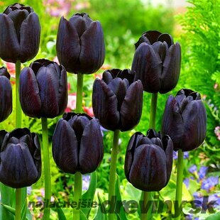 Tulipán Triumph čierny, balenie 5 ks TULIPA TRIUMPH BLACK