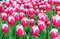 Tulipán Triumph ružový, balenie 5 ks TULIPA TRIUMPH PINK