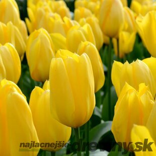 Tulipán Triumph žltý, balenie 5 ks TULIPA TRIUMPH YELLOW
