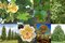 Tulipánovník Ľaliokvetý 120/140 cm, v črepníku Liriodendron tulipifera
