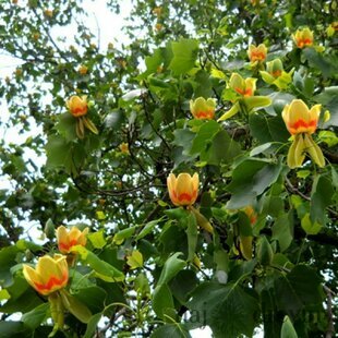 Tulipánovník Ľaliokvetý 80/120 cm, v črepníku Liriodendron tulipifera