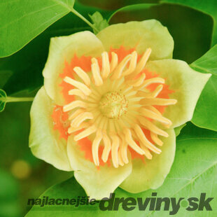 Tulipánovník Ľaliokvetý, celková výška pri dodaní 150/200 cm, v črepníku Liriodendron tulipifera