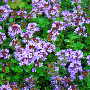 Tymián (stĺpovitý), v črepníku Thymus vulgaris ‘Compactus‘