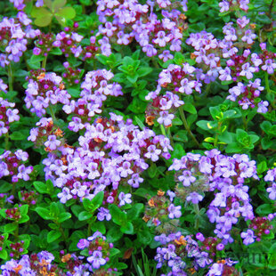 Tymián (stĺpovitý), v črepníku Thymus vulgaris ‘Compactus‘