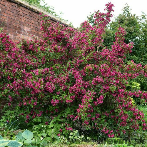 Vajgela Alexandrina, výška 60/80 cm, v črepníku 12l Weigela Alexandrina