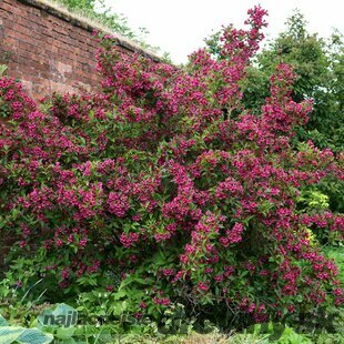 Vajgela Alexandrina, výška 60/80 cm, v črepníku 12l Weigela Alexandrina