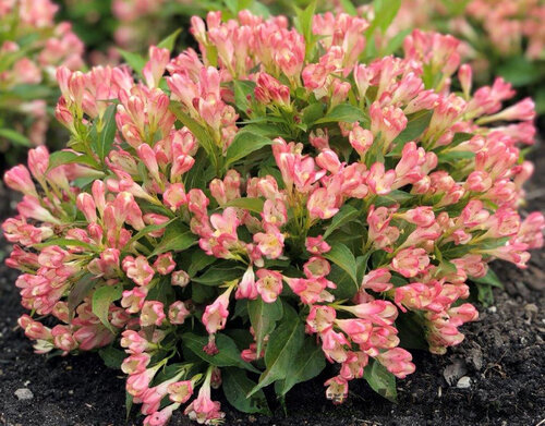 Vajgela ALL SUMMER PEACH ‘Slingpink‘ PBR, výška 20/+ cm, v črepníku 2l Weigela ALL SUMMER PEACH ‘Slingpink‘ PBR