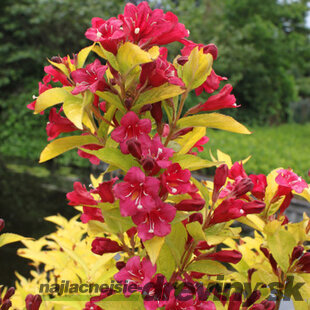 Vajgela BRIANT RUBIDOR ‘Olympiade‘, výška 20/+ cm, v črepníku 2l Weigela BRIANT RUBIDOR ‘Olympiade‘