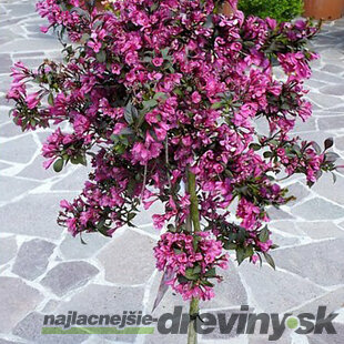 Vajgela Bristol Ruby na kmienku 80/100 cm, v črepníku Weigela florida Bristol Ruby