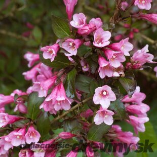 Vajgela Foliis Purpureis 40/60 cm, v črepníku 10l Weigela Foliis Purpureis