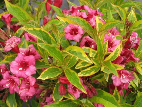 Vajgela kvetnatá FRENCH LACE Brigela PBR, výška 30/+ cm, v črepníku 2l Weigela florida FRENCH LACE Brigela
