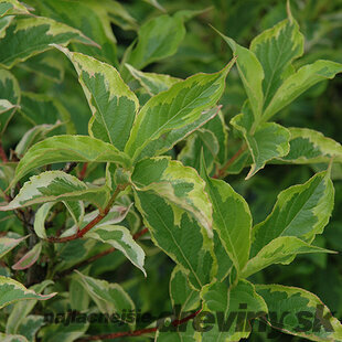 Vajgela kvetnatá ‘Goldrush‘, výška 20/40 cm, v črepníku 2l Weigela florida ‘Goldrush‘