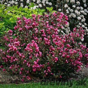 Vajgela kvetnatá VICTORIA, výška 120/140 cm, v črepníku 10 l Weigela florida