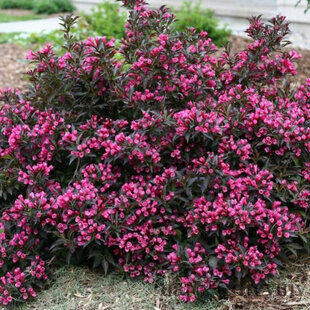 Vajgela Nana Purpurea, v črepníku Weigela florida Nana Purpurea