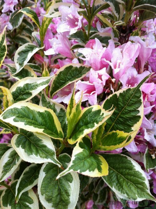 Vajgela Nana Variegata 20/30 cm, v črepníku Weigela Nana Variegata