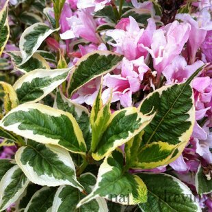 Vajgela Nana Variegata 20/30 cm, v črepníku Weigela Nana Variegata