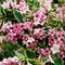 Vajgela Nana Variegata 30/40 cm, v črepníku 10l Weigela Nana Variegata