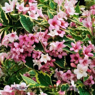 Vajgela Nana Variegata 30/40 cm, v črepníku 10l Weigela Nana Variegata