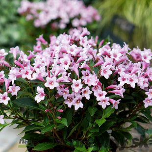 Vajgela Pink Propet Plangen PBR 30/50 cm, v črepníku Weigela Pink Propet Plangen PBR