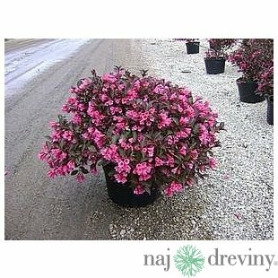 Vajgela ružová Victoria 15/20 cm, v črepníku Weigela Florida Victoria