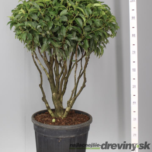 Vavrínovec ‘Angustifolia‘ multikmeň 80/100 cm v črepníku 40l Prunus lusitanica Angustifolia