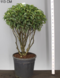 Vavrínovec ‘Angustifolia‘ multikmeň 80/100 cm v črepníku 40l Prunus lusitanica Angustifolia