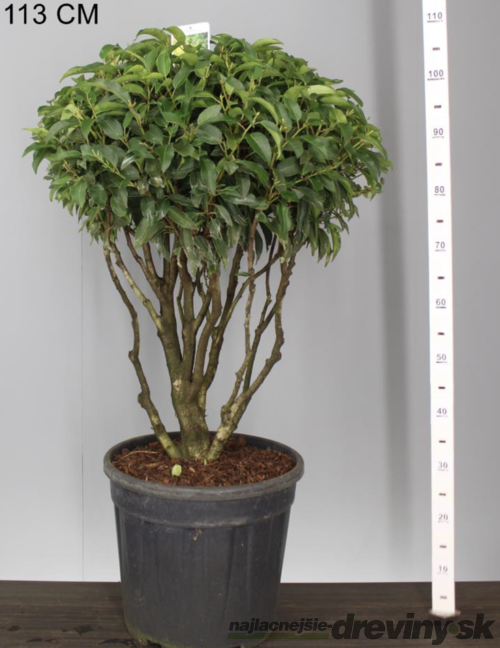 Vavrínovec ‘Angustifolia‘ multikmeň 80/100 cm v črepníku 40l Prunus lusitanica Angustifolia
