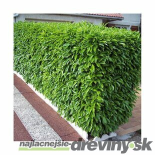 Vavrínovec lekársky Caucasica 140/160 cm, v črepníku Prunus laurocerasus Caucasica