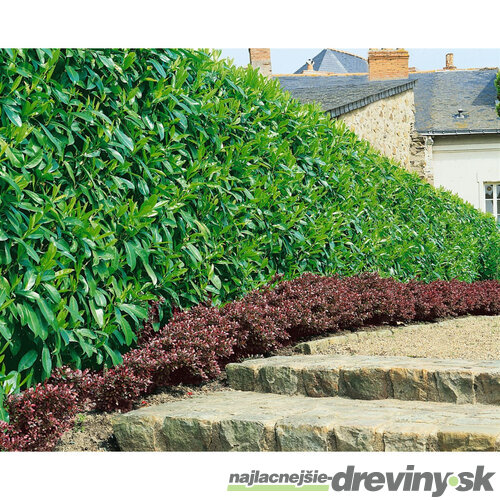 Vavrínovec lekársky Caucasica, výška 40/60 cm, v črepníku Prunus laurocerasus Caucasica