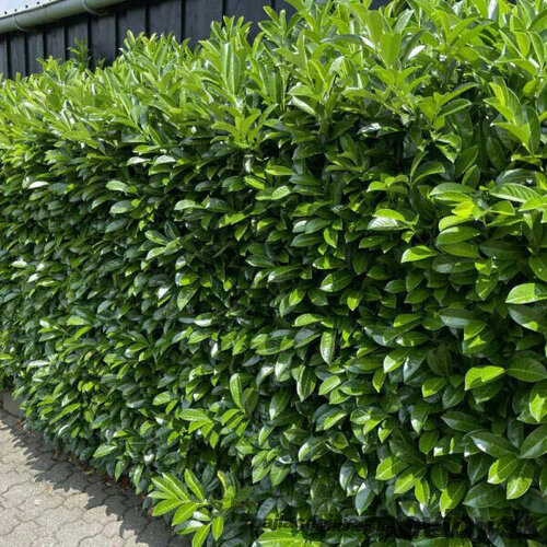 Vavrínovec lekársky Novita 40/60  cm, v črepníku 2,5l Laurus cerasus Novita