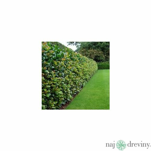 Vavrínovec lekársky Novita 90/120 cm, v črepníku Prunus laurocerasus Novita