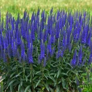 Veronika -morský vánok , v črepníku Veronica spicata