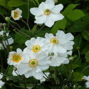 Veternica Honorine Jobert, v črepníku P9, 10/15 cm Anemone hybrida Honorine Jobert