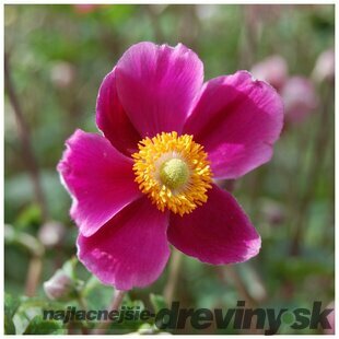 Veternica Spendens, výška 10/15 cm, v črepníku P9 Anemone Hupehensis Jap. ´Splendens