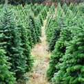 Vianočné stromy