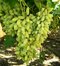 Vinič Alexandria Italia 60/80 cm , v črepníku Vitis viniferia Muscat Alexandria