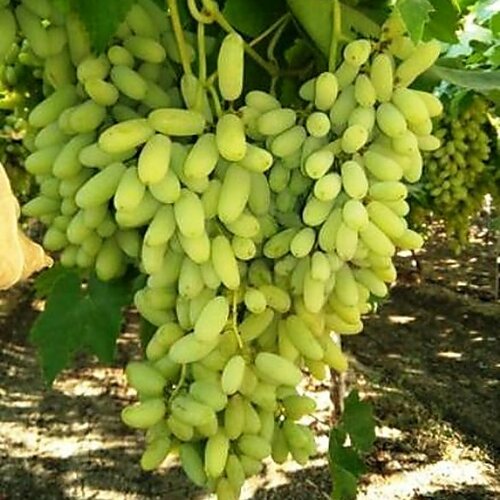 Vinič Alexandria Italia 60/80 cm , v črepníku Vitis viniferia Muscat Alexandria