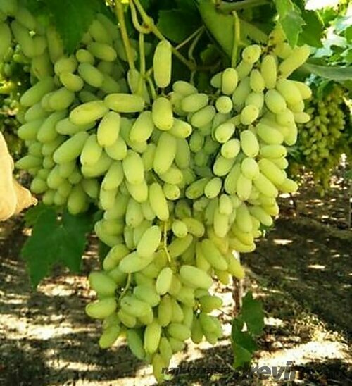 Vinič Alexandria Italia 60/80 cm , v črepníku Vitis viniferia Muscat Alexandria