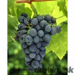 Vinič “BLAUER BURGUNDER“, výška 80/100 cm, v črepníku Vitis Blauer Burgunder