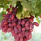 Vinič Boskoop Glory bezkôstkový červený 20/25 cm, v črepníku Vitis Boskoop Glory
