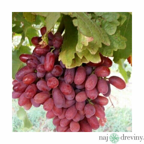 Vinič Boskoop Glory bezkôstkový červený 20/25 cm, v črepníku Vitis Boskoop Glory