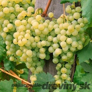 Vinič Solaris, v črepníku 2l Vitis Solaris