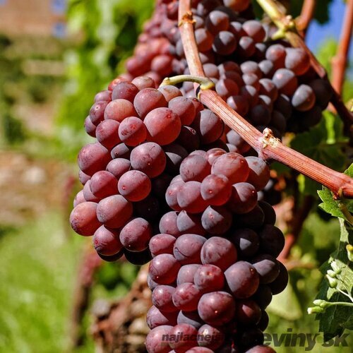 Vinič VANESSA - čierne bezkôstkové hrozno, výška 40/60 cm, v črepníku Vitis Vinifera