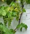 Vinič Vroege van der Laan, v črepníku výška 80/100 cm Vitis Vroege van der Laan